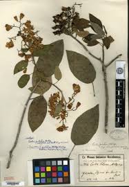 Image result for Cordia torrei