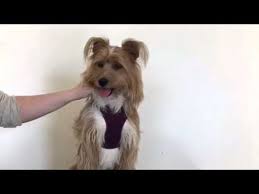 How To Swab Your Dog Youtube Flocking Forensics Your Dog