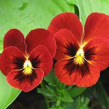 Red Tricolor Viola Pansy Flower Seeds In 2021 Pansies Flowers Flower Seeds Pansies