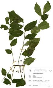 Image result for Trichilia capitata