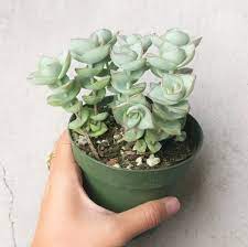 Crassula Ivory Towers Flowers That Attract Butterflies Tiny White Flowers Succulents