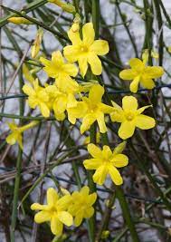 Winter Jasmine Winter Flowers In Season Winter Jasmine Winter Flowers