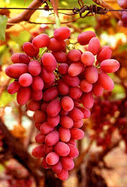 Pin On Fruits Favs
