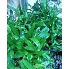 A considerable part of its production is dedicated to. Beijing Grass Angel Grass Rumput Beijing Rumput Siti Khadijah Medicinal Herbs Shopee Malaysia