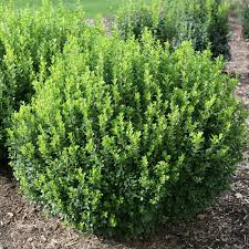 Image result for Buxus