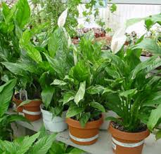 Image result for Spathiphyllum
