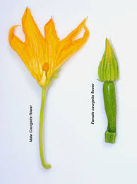 Check spelling or type a new query. Fiori Di Zucca Zucchini Flowers From Seed To Plate Wine For Soul