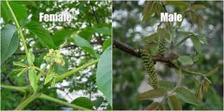 See full list on growitbuildit.com The Essential Guide To Everything You Need To Know About Growing Walnuts Juglans Regia The Permaculture Research Institute
