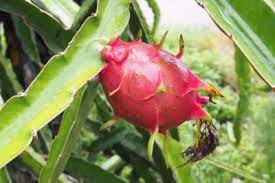 I have found that open top terrariums work well for me. How To Make Dragon Fruit Bear Fruit What To Do When Your Pitaya Won T Fruit