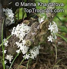 Image result for Pleiocarpa