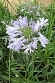 Image result for Agapanthus praecox