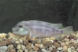 Lake Victoria Cichlid Facts East West African And Dwarf