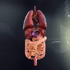 Watch 5 min internal vibrations challenge. Weibliche Innere Organe 3d Modell Turbosquid 966689