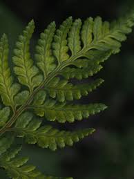 Image result for Rumohra adiantiformis