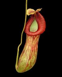 Image result for Trachyandra burkei