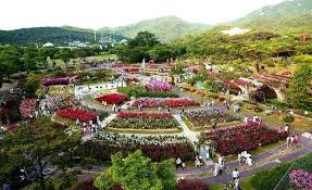 Seoul Land Rose Garden South Korea South Korea Travel Korea Travel Visit Seoul
