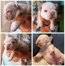 Add a frenchie to your family. Texas French Bulldog Breeders Blue Chocolate Lilac Pied Puppies
