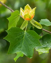 Image result for Magnoliaceae
