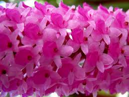 Image result for Lankesteria