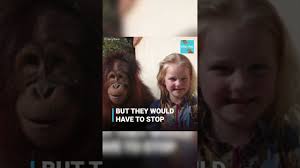The moving relationship of a six year old girl and her orangutan friend  #shorts
