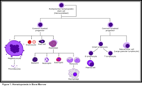 Transplantation replaces the defective cells with healthy ones. Pluripotent Stem Cells In Bone Marrow And Cord Blood Intechopen