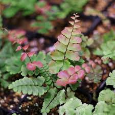 Image result for Adiantum soboliferum