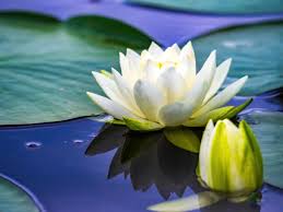 Control is best achieved through killing of the root system by application of herbicide to the leaves above the water. Water Lily Plants How To Grow A Water Lily