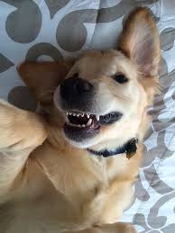 Dis Teli Takarak Tatlisligina Tatlislik Katan Kopegin Bu Haline Bayilacaksiniz Sevimli Kopekler Golden Retriever Yavrusu Sevimli Kopek Yavrulari