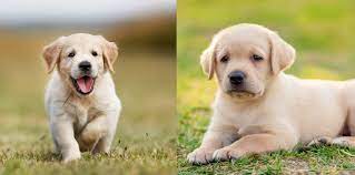 Golden Retriever Vs Labrador 10 Differences You Should Know All Things Dogs All Things Dogs