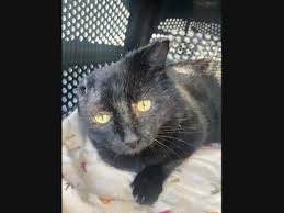 Male medium adoption west hartford,ct. Adorable Adoptable Pets Of The Week At Windsor Locks East Windsor Area Shelters Windsor Locks Ct Patch
