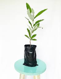 Image result for Brachylaena huillensis