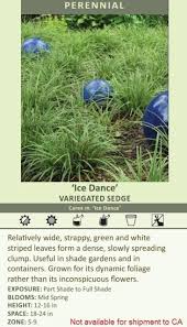 Image result for Carex mannii