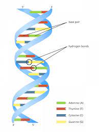 Pin On Illustrating Genomics