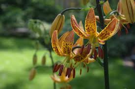 Image result for Lilium martagon `Chameleon`