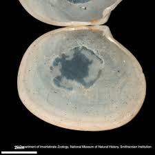 Image result for Subularia monticola