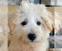 A cross between the poodle and the maltese. View Ad Maltipoo Puppy For Sale Near Texas San Antonio Usa Adn 220664