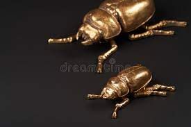 They have distinctive, clubbed antennae composed of plates called lamellae that can be compressed into a ball or fanned out like leaves to sense odours. Golden Scarab Beetle On Black Background With Copy Space Stock Image Image Of Ancient Egypt 162885349
