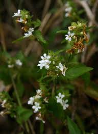 Image result for Phaulopsis