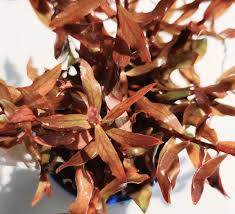 Image result for Nesaea crassicaulis