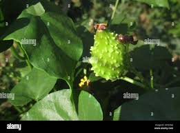 Image result for Pentarrhinum insipidum