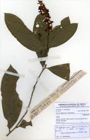 Image result for Campylospermum