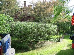 So if you trim your burning bush after that happens it will pretty much stay at the size that you want it forever. Overgrown Burning Bush Trim Lawnsite Is The Largest And Most Active Online Forum Serving Green Industry Professionals