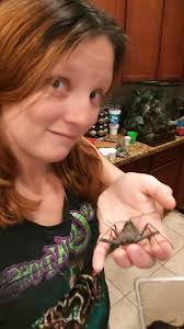 Hello. We found this little lovely in a water box. Is it a species of  widow? Maricopa AZ