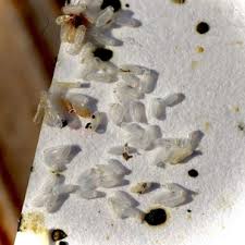 Image result for bed bugs droppings