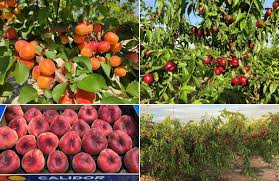 It is an early shipping variety that has low chilling characteristics (dave wilson nursery). Climate Change Affecting Europe Requires The Breeding Of New Adapted Varieties