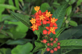 Image result for Asclepias curassavica