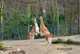 The incident is latest unsolved mystery to hit the attraction in germany's western city of dortmund. Der Dortmunder Zoo Mengede Intakt