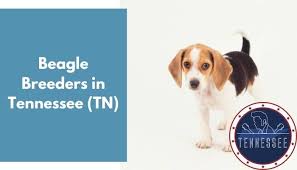 Check spelling or type a new query. 4 Beagle Breeders In Tennessee Tn Beagle Puppies For Sale Animalfate