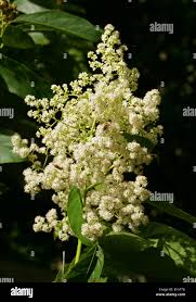 Image result for Ehretia obtusifolia