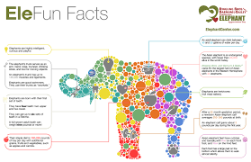 Elephant Facts Elephant Day Elephant